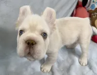 Woody, a male French Bulldog for sale in Fort Lauderdale, FL – Photo 8 of 10