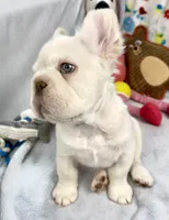 Woody, a male French Bulldog for sale in Fort Lauderdale, FL – Photo 5 of 10