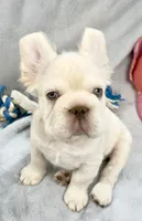 Woody, a male French Bulldog for sale in Fort Lauderdale, FL – Photo 2 of 10