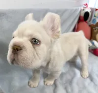 Woody, a male French Bulldog for sale in Fort Lauderdale, FL – Photo 9 of 10