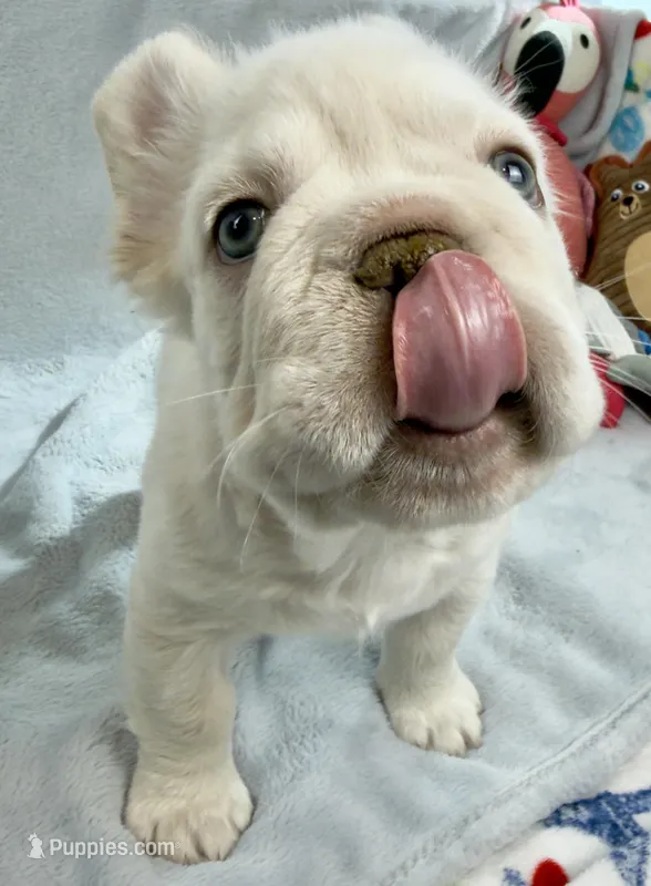 Woody – French Bulldog puppy for sale in Fort Lauderdale, FL