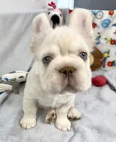 Woody, a male French Bulldog for sale in Fort Lauderdale, FL – Photo 6 of 10