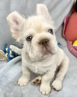 Woody, a male French Bulldog for sale in Fort Lauderdale, FL – Photo 3 of 10