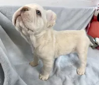 Woody, a male French Bulldog for sale in Fort Lauderdale, FL – Photo 10 of 10