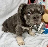 Ariel, a female French Bulldog for sale in Fort Lauderdale, FL – Photo 6 of 10