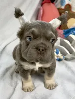 Ariel, a female French Bulldog for sale in Fort Lauderdale, FL – Photo 4 of 10