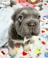 Ariel, a female French Bulldog for sale in Fort Lauderdale, FL – Photo 3 of 10