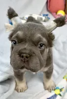 Ariel, a female French Bulldog for sale in Fort Lauderdale, FL – Photo 7 of 10