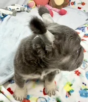 Ariel, a female French Bulldog for sale in Fort Lauderdale, FL – Photo 2 of 10