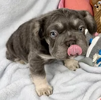 Ariel, a female French Bulldog for sale in Fort Lauderdale, FL – Photo 8 of 10