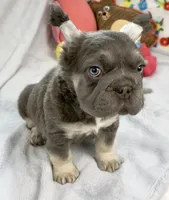 Ariel, a female French Bulldog for sale in Fort Lauderdale, FL – Photo 6 of 10