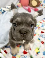 Ariel, a female French Bulldog for sale in Fort Lauderdale, FL – Photo 10 of 10