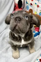 Ariel, a female French Bulldog for sale in Fort Lauderdale, FL – Photo 7 of 10