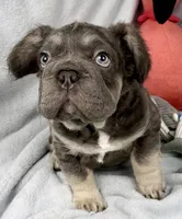 Ariel, a female French Bulldog for sale in Fort Lauderdale, FL – Photo 2 of 10