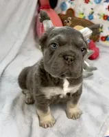 Ariel, a female French Bulldog for sale in Fort Lauderdale, FL – Photo 5 of 10