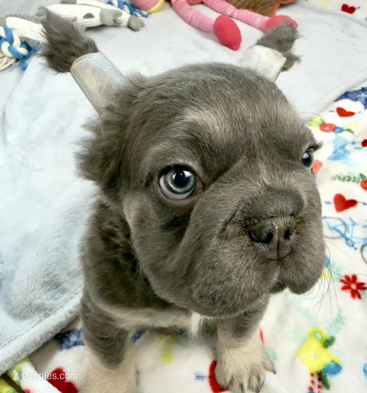 Ariel – French Bulldog puppy for sale in Fort Lauderdale, FL