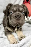 Ariel, a female French Bulldog for sale in Fort Lauderdale, FL – Photo 5 of 10