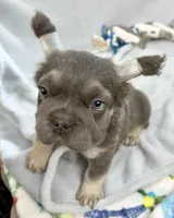 Ariel, a female French Bulldog for sale in Fort Lauderdale, FL – Photo 8 of 10