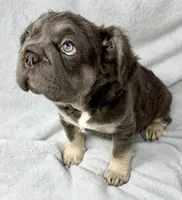 Ariel, a female French Bulldog for sale in Fort Lauderdale, FL – Photo 3 of 10