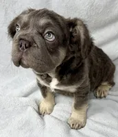 Ariel, a female French Bulldog for sale in Fort Lauderdale, FL – Photo 4 of 10