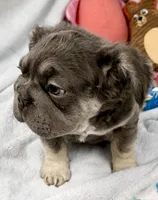 Ariel, a female French Bulldog for sale in Fort Lauderdale, FL – Photo 1 of 10