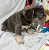 Ariel, a female French Bulldog for sale in Fort Lauderdale, FL – Photo 10 of 10