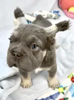 Ariel, a female French Bulldog for sale in Fort Lauderdale, FL – Photo 9 of 10