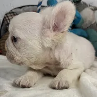 Vicky, a female French Spaniel for sale in Fort Lauderdale, FL – Photo 7 of 10