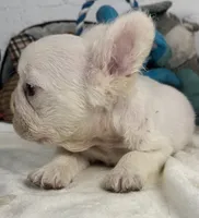 processed/5b181145-3b54-4d7f-b355-be41130ac975/listing/81f7ee6b-eabf-40d0-b9c8-1b74c851a8f4/1b669760-9b0a-4506-99c6-01924bf19d46