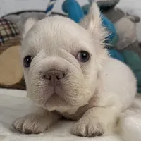 Vicky, a female French Spaniel for sale in Fort Lauderdale, FL – Photo 2 of 10