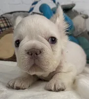 processed/5b181145-3b54-4d7f-b355-be41130ac975/listing/81f7ee6b-eabf-40d0-b9c8-1b74c851a8f4/24ba41e9-885f-482e-925d-2c261446644b