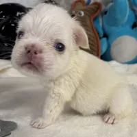 Vicky, a female French Spaniel for sale in Fort Lauderdale, FL – Photo 8 of 10