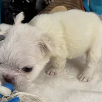 Vicky, a female French Spaniel for sale in Fort Lauderdale, FL – Photo 9 of 10