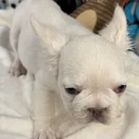 Vicky, a female French Spaniel for sale in Fort Lauderdale, FL – Photo 1 of 10