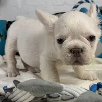 Vicky, a female French Spaniel for sale in Fort Lauderdale, FL – Photo 6 of 10