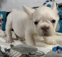 processed/5b181145-3b54-4d7f-b355-be41130ac975/listing/81f7ee6b-eabf-40d0-b9c8-1b74c851a8f4/75a93b7b-460d-446c-96a3-4a585c33b11f