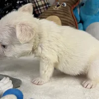 Vicky, a female French Spaniel for sale in Fort Lauderdale, FL – Photo 10 of 10