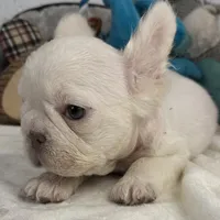 Vicky, a female French Spaniel for sale in Fort Lauderdale, FL – Photo 3 of 10