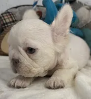 processed/5b181145-3b54-4d7f-b355-be41130ac975/listing/81f7ee6b-eabf-40d0-b9c8-1b74c851a8f4/bfa1deb2-025e-48f4-b70b-5c150aeae630