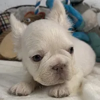 Vicky, a female French Spaniel for sale in Fort Lauderdale, FL – Photo 4 of 10