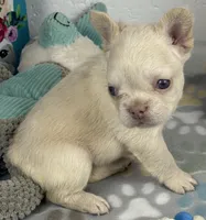 Lilly, a female French Bulldog for sale in Fort Lauderdale, FL – Photo 7 of 10