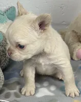 Lilly, a female French Bulldog for sale in Fort Lauderdale, FL – Photo 6 of 10