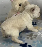 Lilly, a female French Bulldog for sale in Fort Lauderdale, FL – Photo 8 of 10