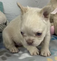 Lilly, a female French Bulldog for sale in Fort Lauderdale, FL – Photo 4 of 10