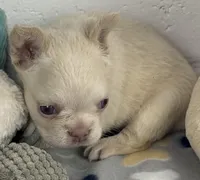 Lilly, a female French Bulldog for sale in Fort Lauderdale, FL – Photo 2 of 10