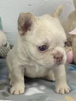 Lilly, a female French Bulldog for sale in Fort Lauderdale, FL – Photo 1 of 10