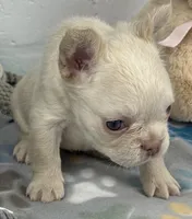 Lilly, a female French Bulldog for sale in Fort Lauderdale, FL – Photo 5 of 10