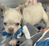 Lilly, a female French Bulldog for sale in Fort Lauderdale, FL – Photo 10 of 10