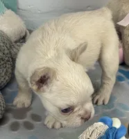 Lilly, a female French Bulldog for sale in Fort Lauderdale, FL – Photo 9 of 10