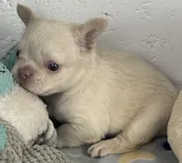 Lilly, a female French Bulldog for sale in Fort Lauderdale, FL – Photo 3 of 10